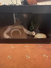 Reptile Enclosure, Heat Lamp