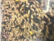 Mixed Canary Seed