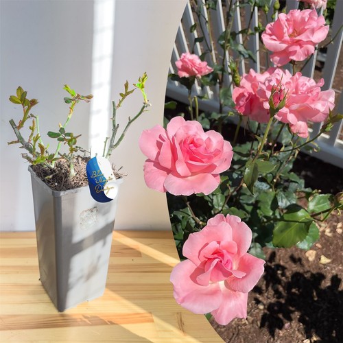 Fragrant flower rose climbing - fragrant,