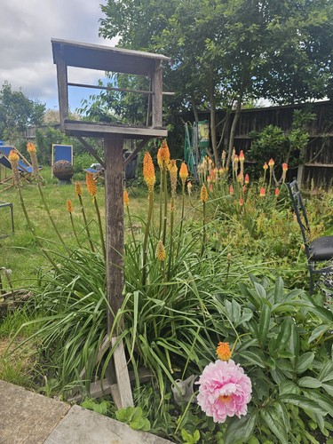 Red hot poker plant - poker,