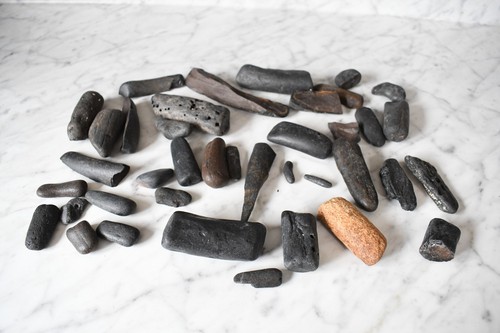 Lbs fossil fragments whale - lbs,