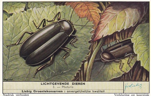Liebig cards s1704 - liebig,