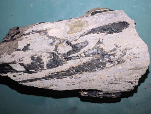 Jurassic fossilized wood - jurassic,