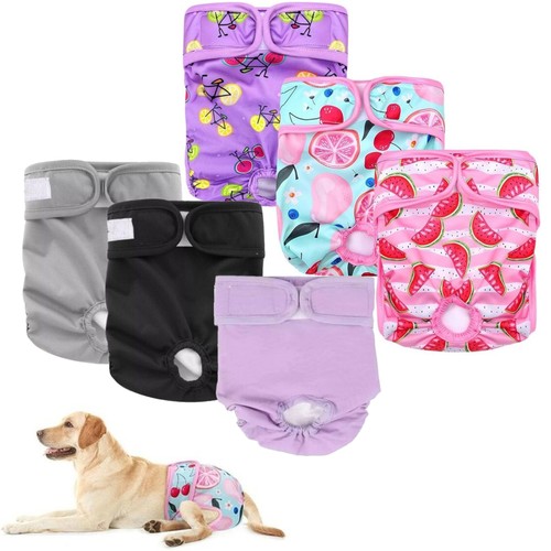 Female dog pet season - pet, heat