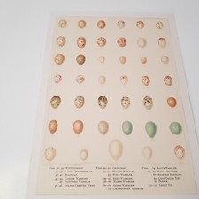 Antique Bird Egg 1890s print