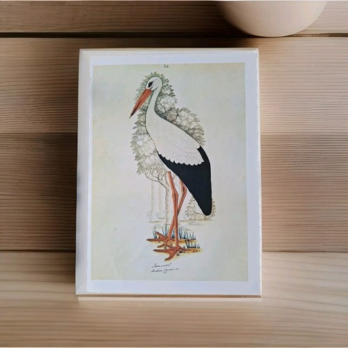 Vintage bird book - vintage,