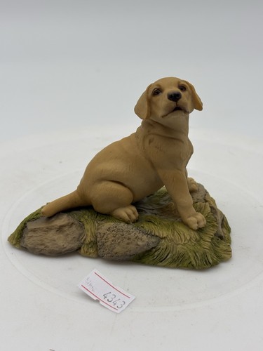 Golden labrador puppy marked - golden,