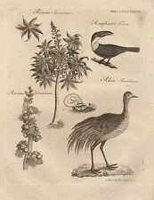 1797 GEORGIAN PRINT ~ RHEA RAMPHASTOS TUCCAN RICINUS COMMUNIS RICINUS