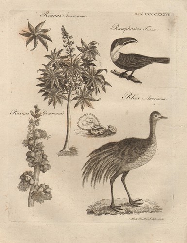 1797 georgian print rhea - print,