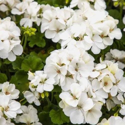 Geranium zonal white - zonal, ice'