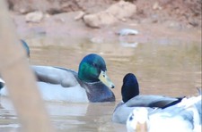 mallard duck hatching eggs x 6