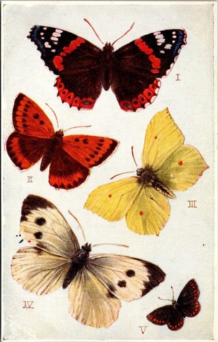 British butterflies and moths - british,
