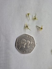 Olive Midge Size 24 Dry Flies