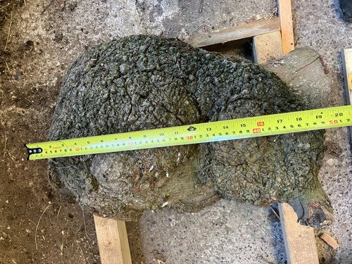 Maple burr 7kg - burr,
