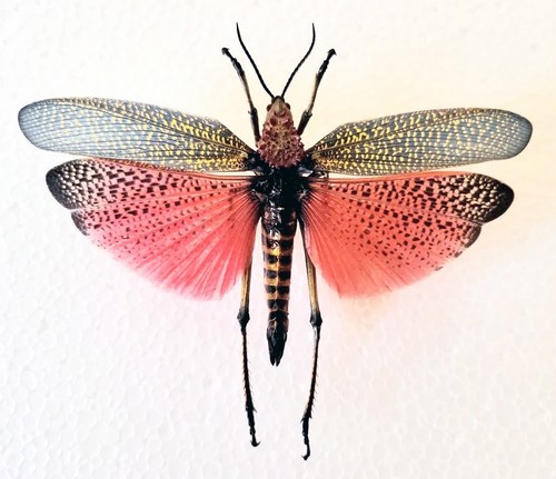 Rainbow milkweed locust - rainbow,