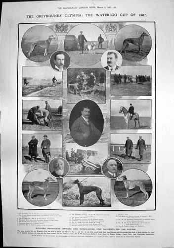 Antique old print greyhound - print,