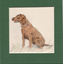 Lucy Dawson ~ Labrador