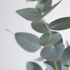 Eucalyptus red box - eucalyptus,