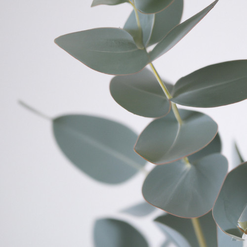 Eucalyptus red box silver - red,