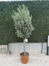 Olive Tree Large Approx 250cm +/-  Tall 45L UK Hardy BIG HEADS