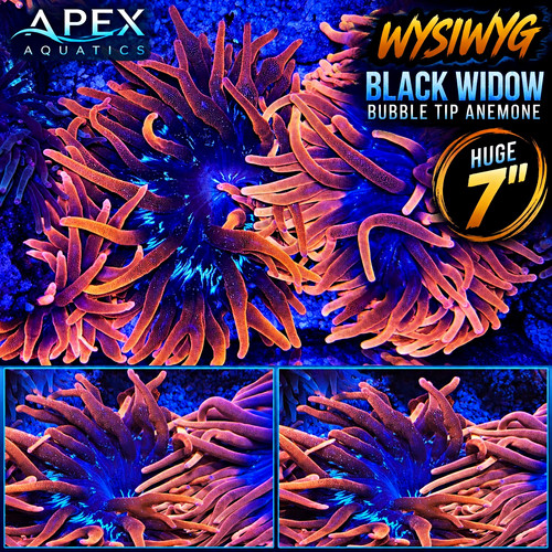 Wysiwyg huge black - wysiwyg,
