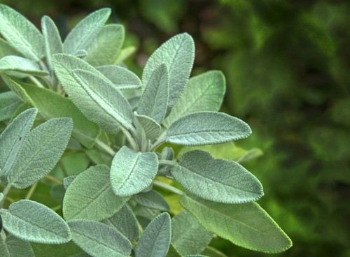 Fresh sage plant - fresh,