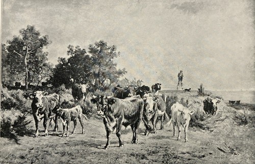 Landais cattle antique - landais,