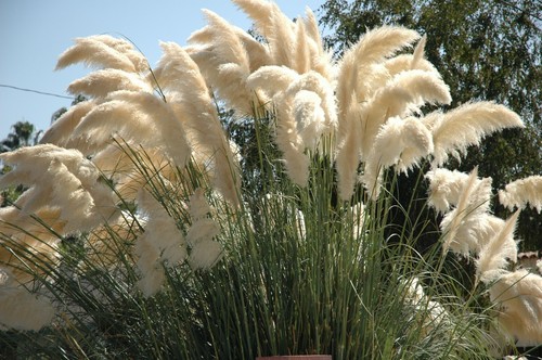 New zealand pampas grass - pampas,