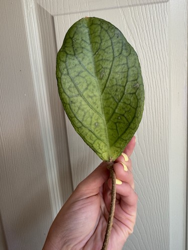 Hoya aff forbesii - aff, java