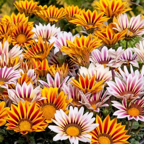 Gazania daybreak tiger - f1,