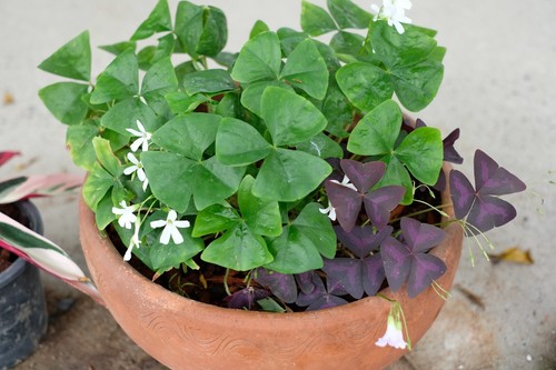 Oxalis fanny bulbs green - oxalis,