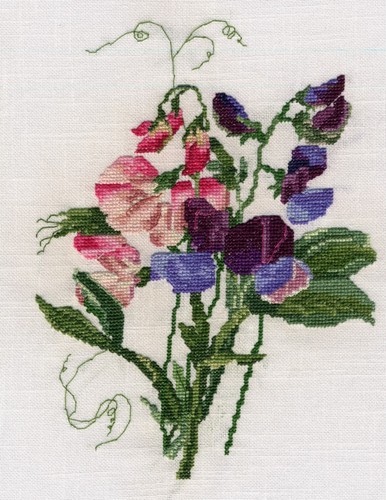 Sweet peas lathyrus odoratus - sweet,