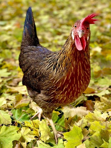 Fertile hatching chicken - fertile,