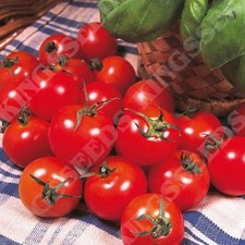 Tomato Gardeners Delight Plug