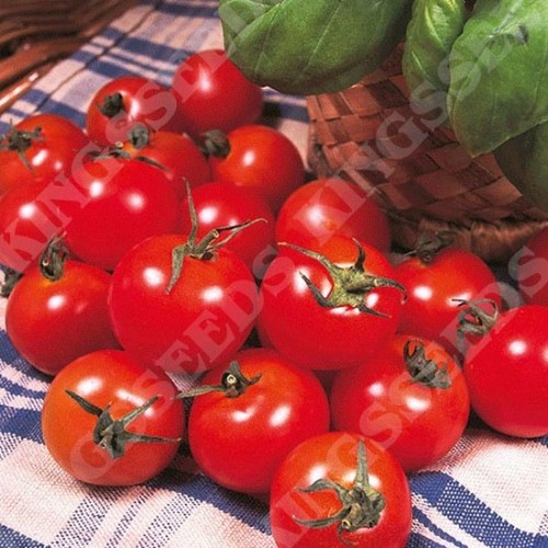 Tomato gardeners delight plug - gardeners,