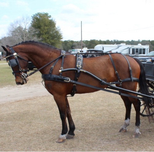 Brown ideal equestrian - brown,