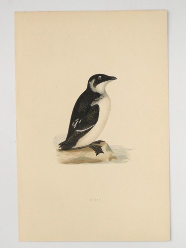 Rotche british bird print f - rotche,