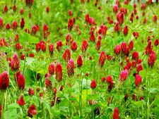 Crimson Clover Seeds, Wildflower, bee friendly, Trifolium, Manure Red up to 3000