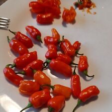 Dorset Zinger,...Naga Chilli Seeds,...superhot