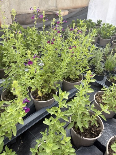 Purple salvia garden - salvia, 1l