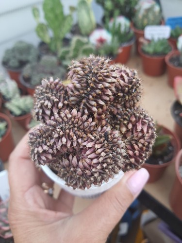 Gymnocalycium crested - gymnocalycium,