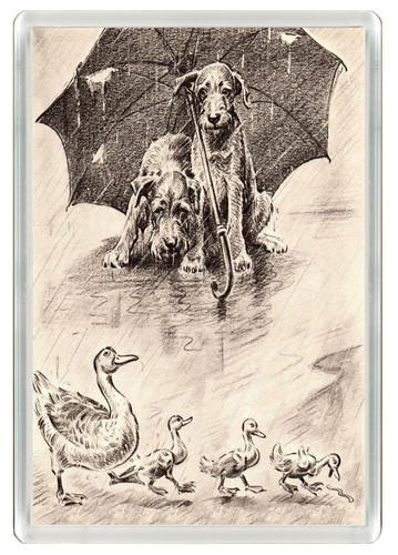 Irish terrier dog - dog, fridge