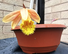 Pleione (Himalayan/Windowsill
