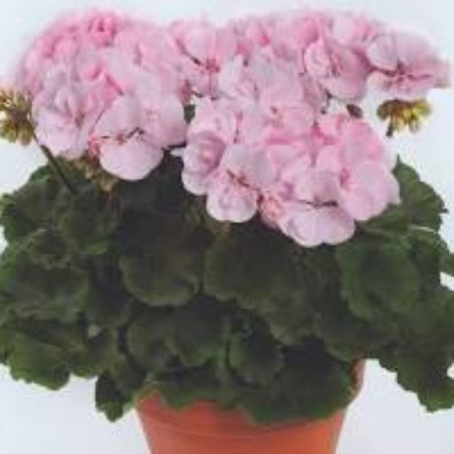 Geranium zonal alma x5 - 'alma',