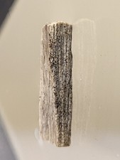 Rex tooth shard - shard, ~15mm