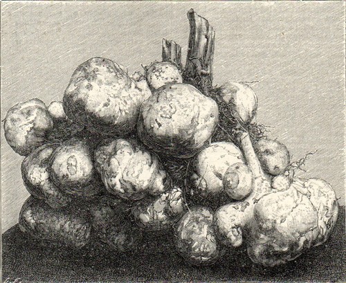 White jerusalem artichoke 1894 - white,