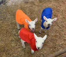 NEWBORN LAMB COATS, WATERPROOF
