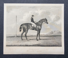 Antique 1843 Print - Horse