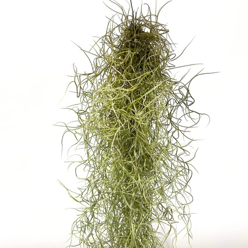 Spanish moss - spanish,