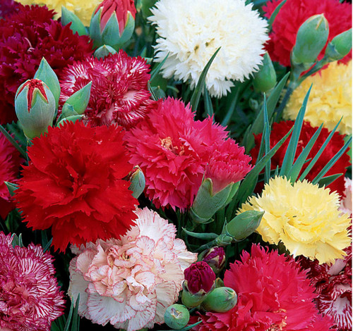 Carnation vienna mixed - 24,